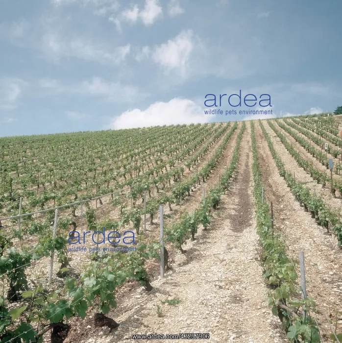 : Vineyard in Chablis : Vineyard in Chablis