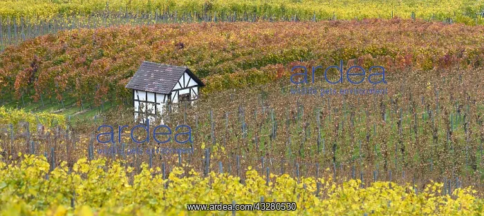 : Vineyard cottage between the vines in autumn, Baden-W&, x32d3 : Vineyard cottage between the vines in autumn, Baden-W&, x32d3