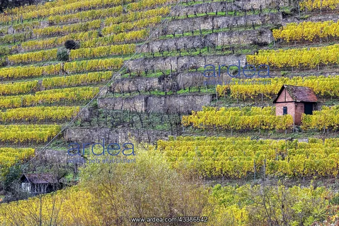 : Vineyard cottage in the vineyard, landscape on the : Vineyard cottage in the vineyard, landscape on the