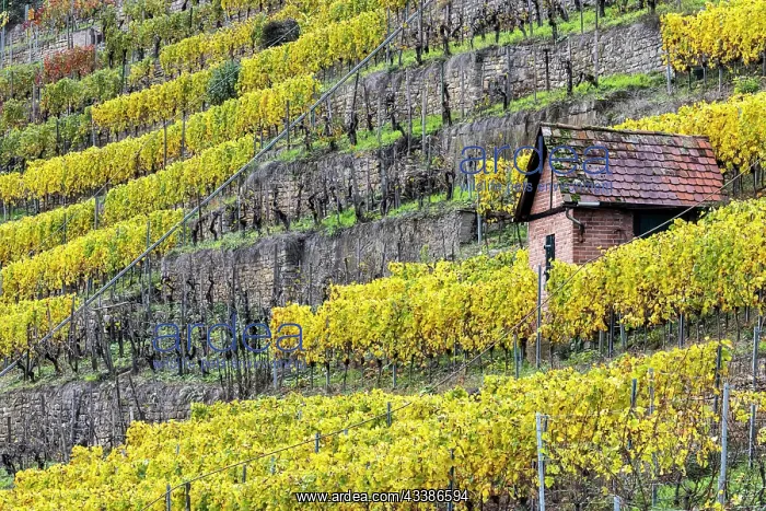 : Vineyard cottage in the vineyard, landscape on the : Vineyard cottage in the vineyard, landscape on the