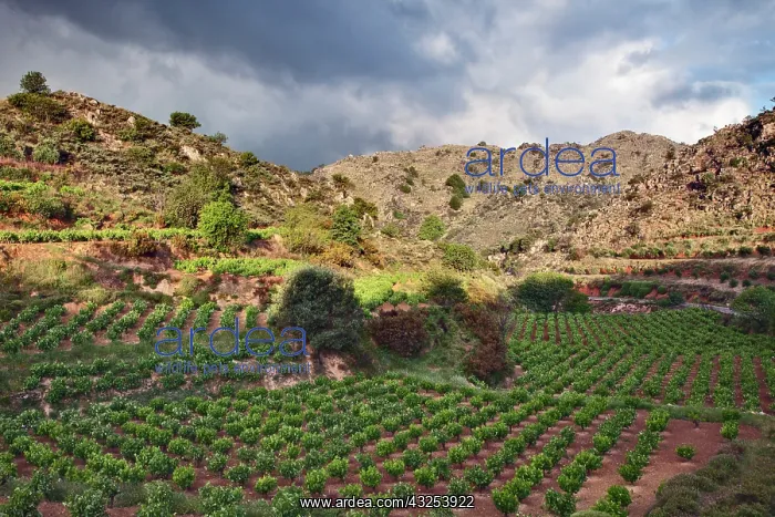 : Vineyard, Crete, Greece : Vineyard, Crete, Greece