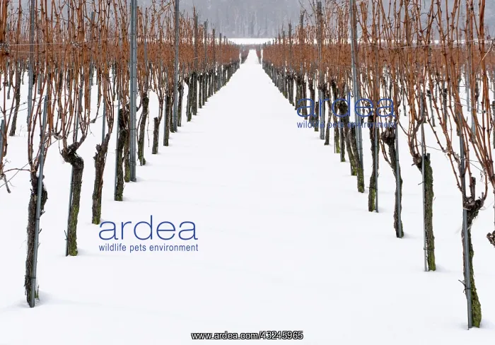 : vineyard and grapevines covered in deep snow in : vineyard and grapevines covered in deep snow in