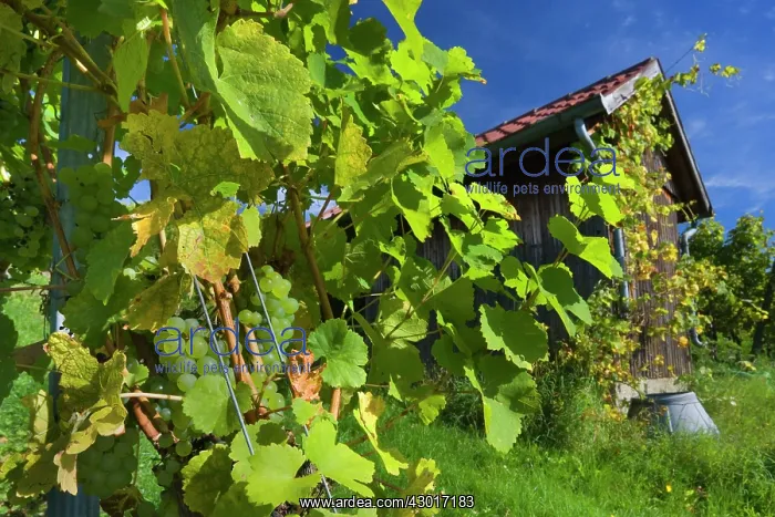 : Vineyard Hut surrounded by grapevines with : Vineyard Hut surrounded by grapevines with