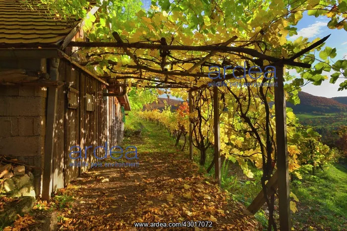 : Vineyard Hut with vine foliage covered arbour Autumn : Vineyard Hut with vine foliage covered arbour Autumn