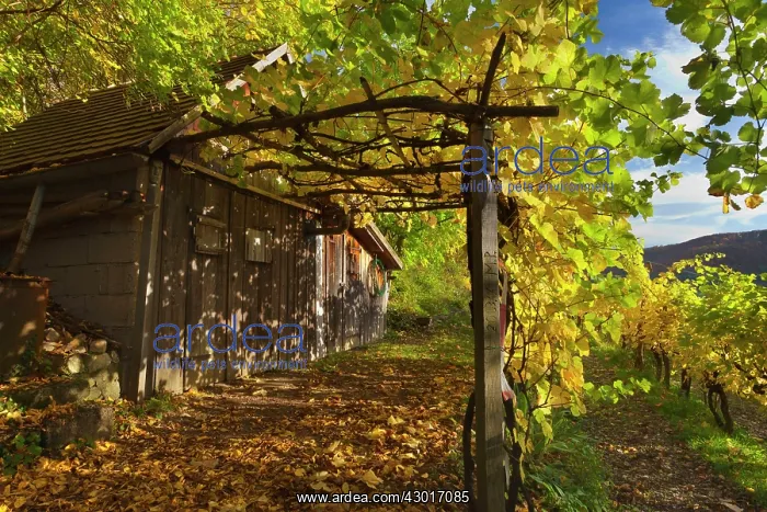 : Vineyard Hut with vine foliage covered arbour Autumn : Vineyard Hut with vine foliage covered arbour Autumn