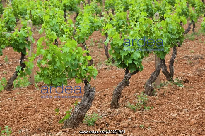 : Vineyard, Jerzu, Sardinia, Italy : Vineyard, Jerzu, Sardinia, Italy