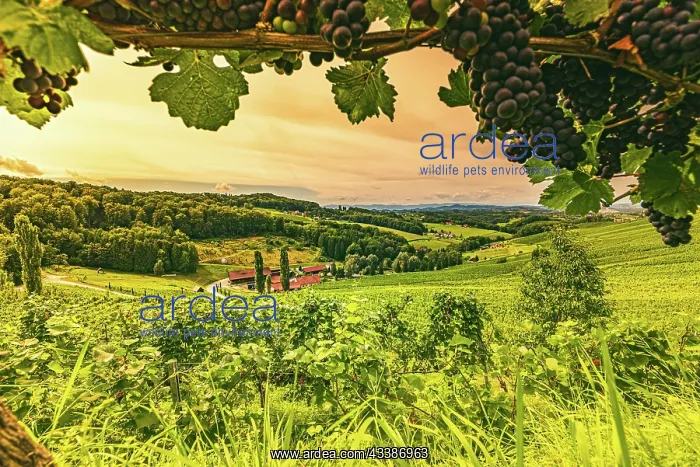 : Vineyard landscape at South Styrian Wine Road in : Vineyard landscape at South Styrian Wine Road in