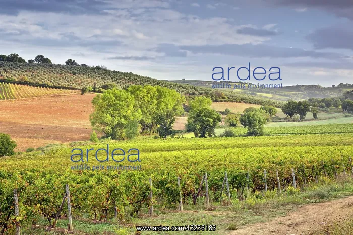 : Vineyard near Montalcino, Tuscany, Italy : Vineyard near Montalcino, Tuscany, Italy