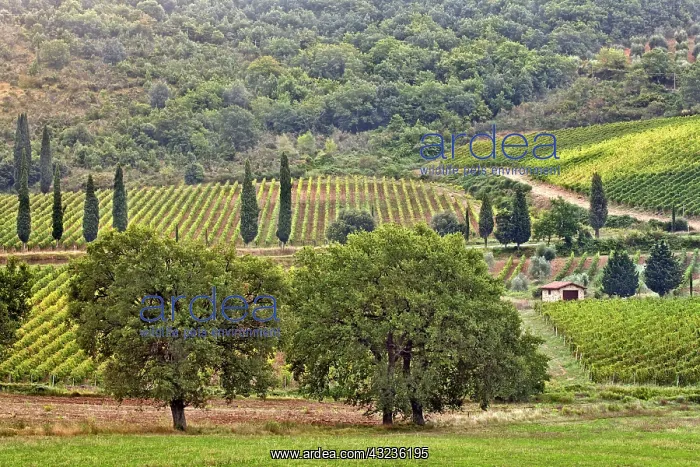 : Vineyard near Montalcino, Tuscany, Italy : Vineyard near Montalcino, Tuscany, Italy