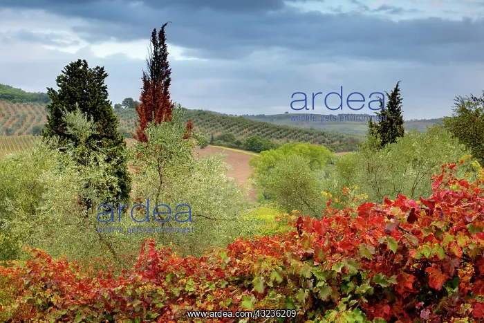 : Vineyard near Montalcino, Tuscany, Italy : Vineyard near Montalcino, Tuscany, Italy