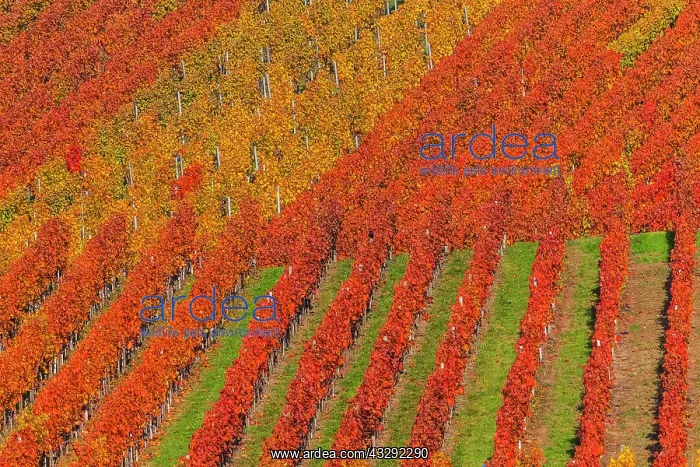 : Vineyard pattern - geometric pattern of a vineyard showing d : Vineyard pattern - geometric pattern of a vineyard showing d