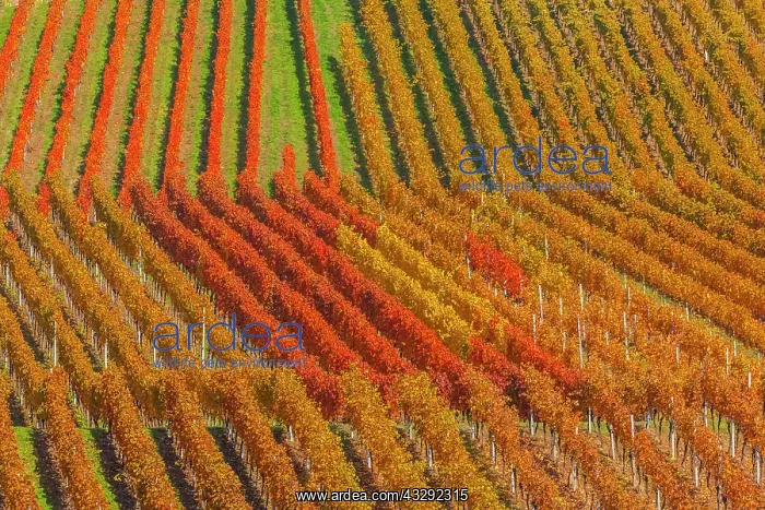 : Vineyard pattern - geometric pattern of a vineyard showing d : Vineyard pattern - geometric pattern of a vineyard showing d