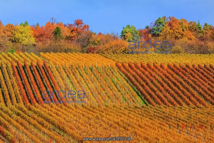 : Vineyard pattern - geometric pattern of a vineyard showing d : Vineyard pattern - geometric pattern of a vineyard showing d