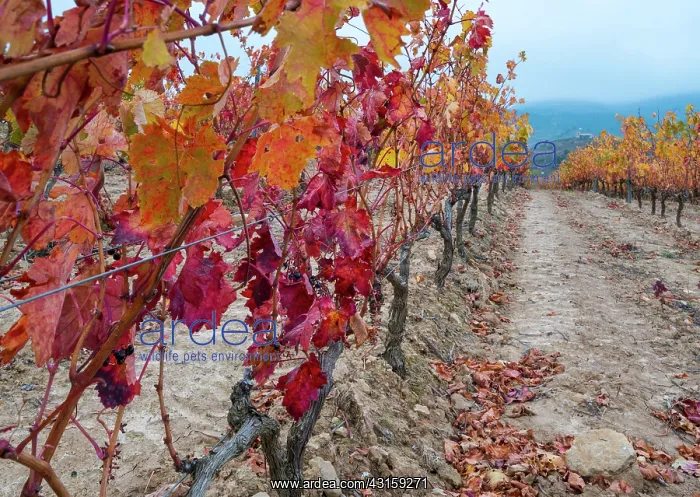 : Vineyard, Pecina, La Rioja, Spain, Europe : Vineyard, Pecina, La Rioja, Spain, Europe