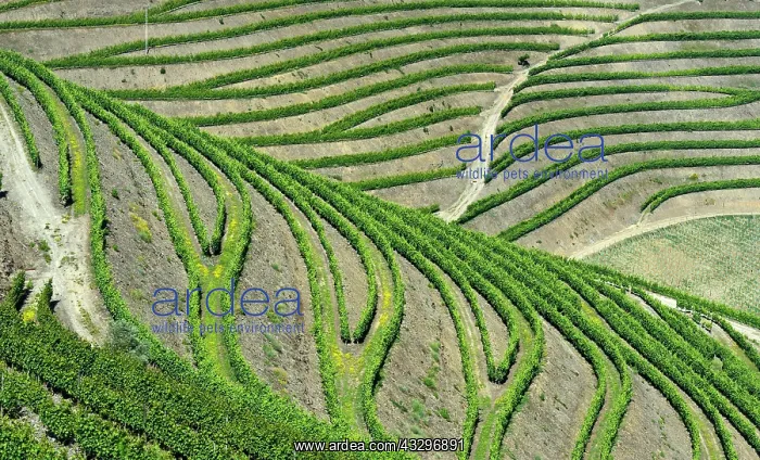 : Vineyard in the port wine region Alto Douro near : Vineyard in the port wine region Alto Douro near