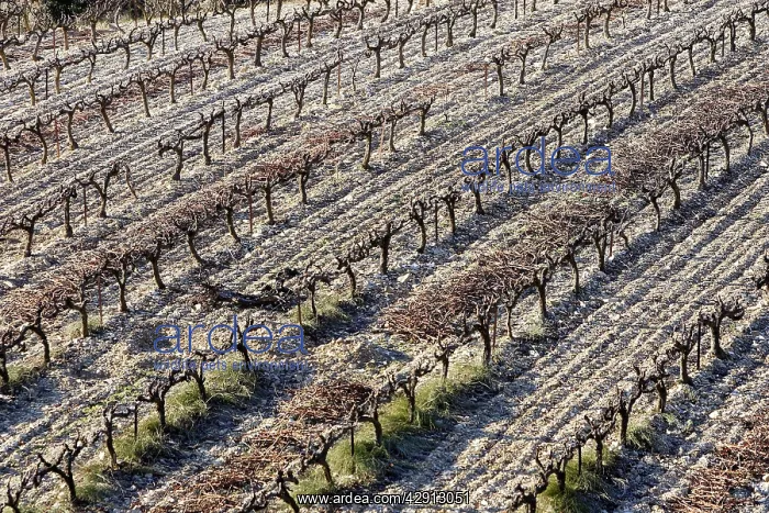  : Vineyard, Provence, France