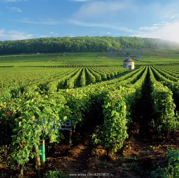 : Vineyard - at Savi les Beanne : Vineyard - at Savi les Beanne