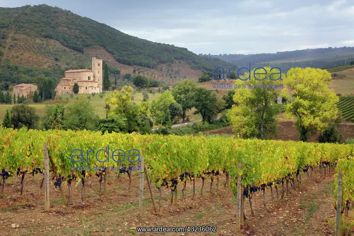 : Vineyard and St. Antimo Abbey, near Montalcino : Vineyard and St. Antimo Abbey, near Montalcino