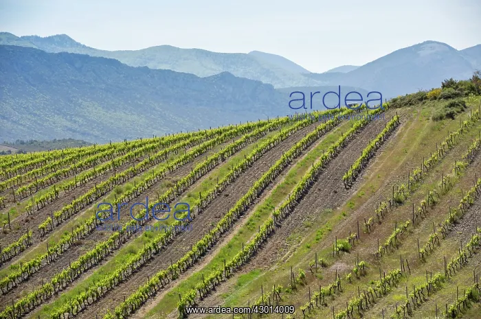 : Vineyard St. Paul de Fenouillet, Corbieres region : Vineyard St. Paul de Fenouillet, Corbieres region