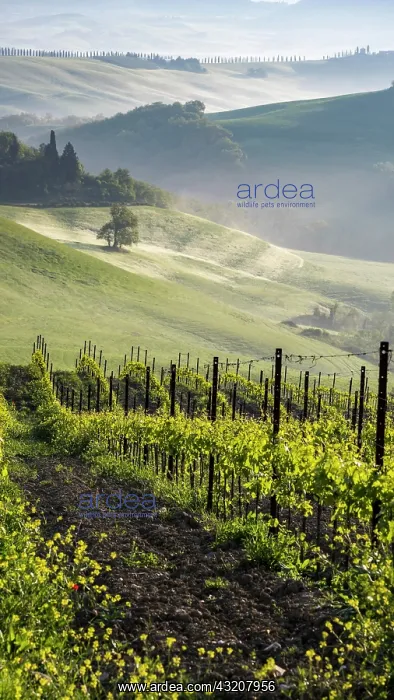 : Vineyard at sunrise with fog in hilly landscape : Vineyard at sunrise with fog in hilly landscape