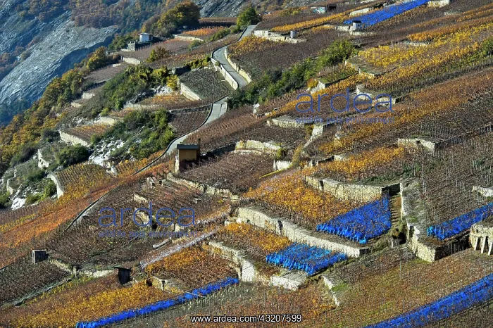 : Vineyard terraces with blue bird protection nets : Vineyard terraces with blue bird protection nets