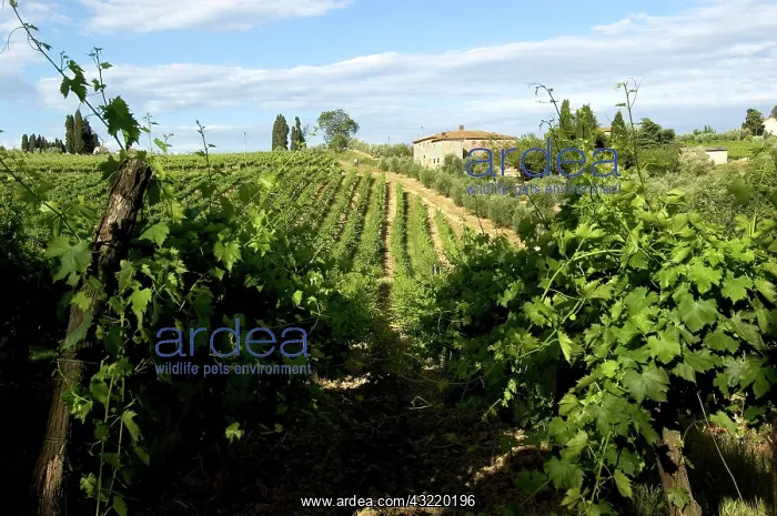 : Vineyard in Tuscany : Vineyard in Tuscany