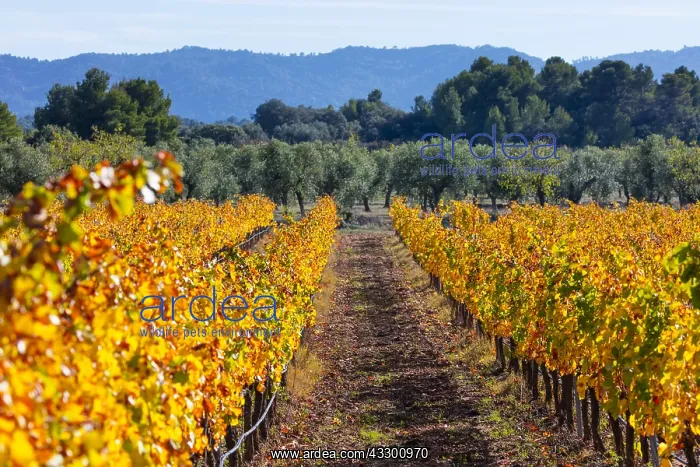 : Vineyard, Valle del Set, Les Garrigues, Lleida : Vineyard, Valle del Set, Les Garrigues, Lleida