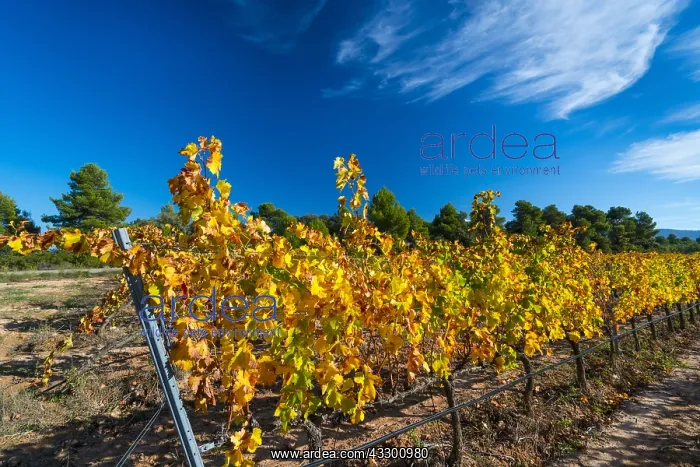 : Vineyard, Valle del Set, Les Garrigues, Lleida : Vineyard, Valle del Set, Les Garrigues, Lleida
