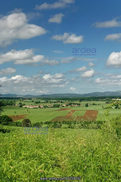: Vineyard viewed from Monteriggioni, Tuscany : Vineyard viewed from Monteriggioni, Tuscany