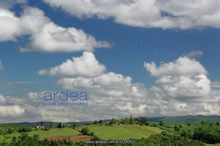 : Vineyard viewed from Monteriggioni, Tuscany : Vineyard viewed from Monteriggioni, Tuscany