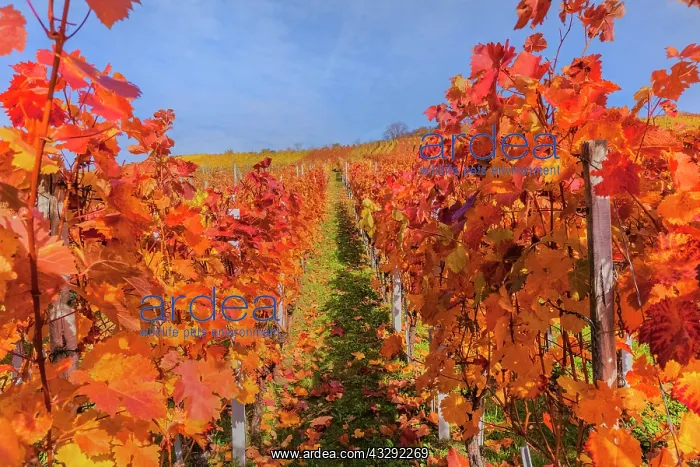 : Vineyard - vineyard with rows of grapevines in colourful aut : Vineyard - vineyard with rows of grapevines in colourful aut