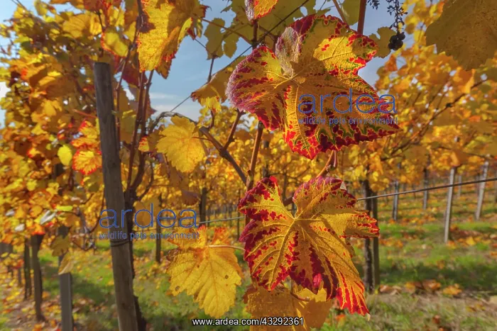 : Vineyard - vineyard with rows of grapevines in colourful aut : Vineyard - vineyard with rows of grapevines in colourful aut