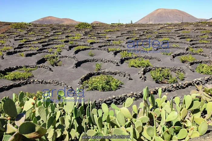 : Vineyard for volcanic wine on volcanic soil Volcanic a : Vineyard for volcanic wine on volcanic soil Volcanic a