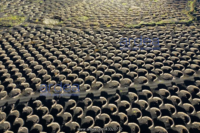 : Vineyard in the wine-growing region La Geria, near