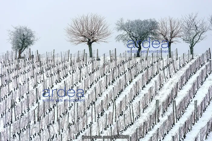  : Vineyard in winter (December), Saint Champ, Bugey