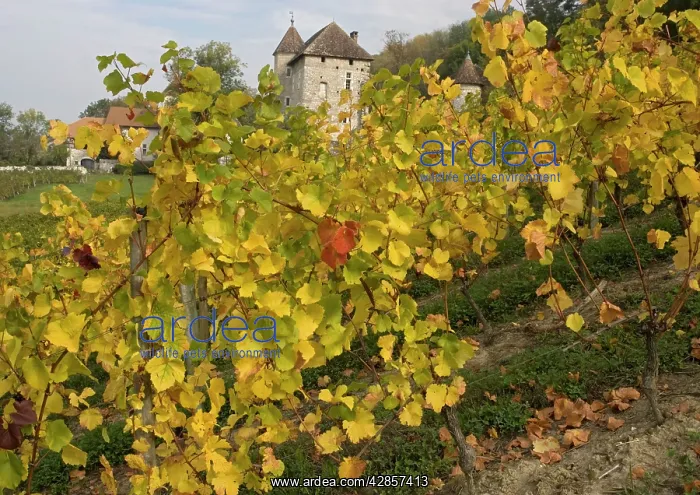 : Vineyards in autumn, at Old chateau north of Ruffieux : Vineyards in autumn, at Old chateau north of Ruffieux