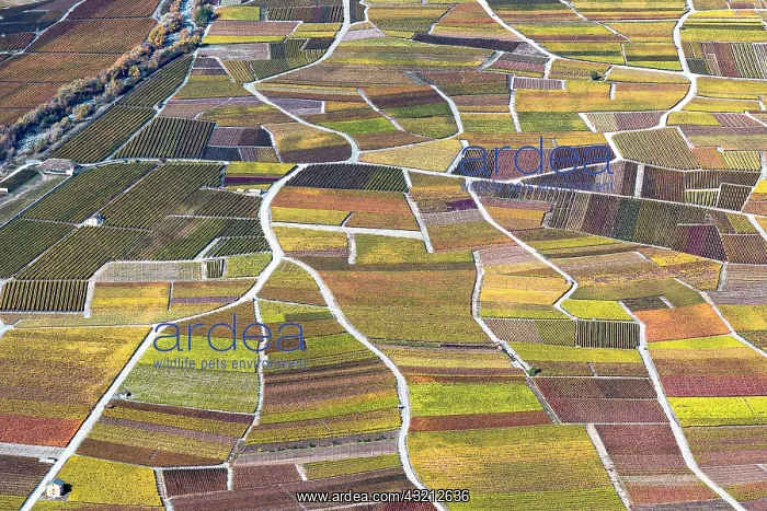 : Vineyards in autumn, Valais, Switzerland : Vineyards in autumn, Valais, Switzerland