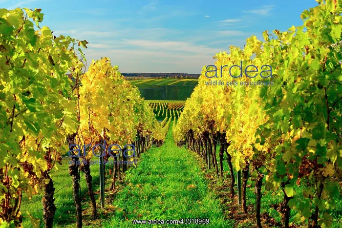 : Vineyards in autumn, yellow foliage, near Volkach : Vineyards in autumn, yellow foliage, near Volkach