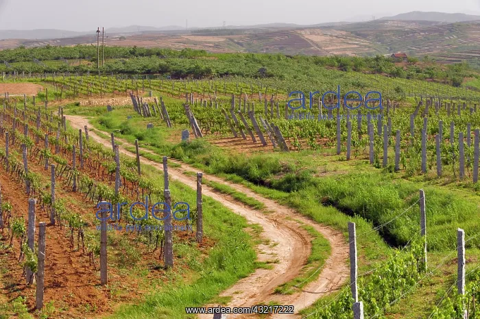 : Vineyards belonging to Treaty Port winery : Vineyards belonging to Treaty Port winery