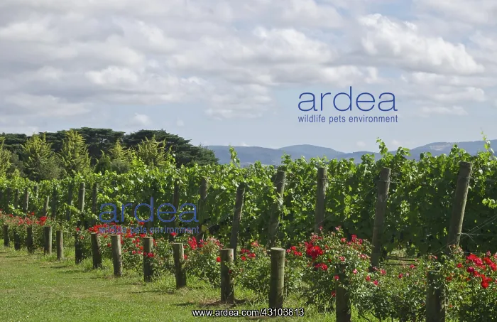 : Vineyards at Chandon Winery, Australia : Vineyards at Chandon Winery, Australia