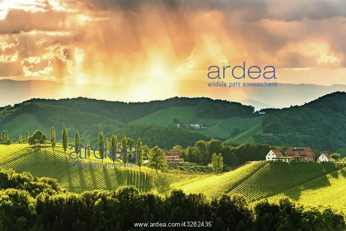 : Vineyards in the evening light, South Styria, Austria : Vineyards in the evening light, South Styria, Austria