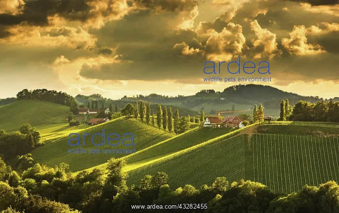 : Vineyards in the evening light, South Styria, Austria : Vineyards in the evening light, South Styria, Austria