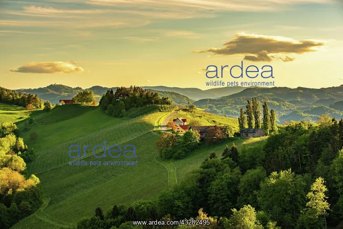 : Vineyards in the evening light, South Styria, Austria : Vineyards in the evening light, South Styria, Austria
