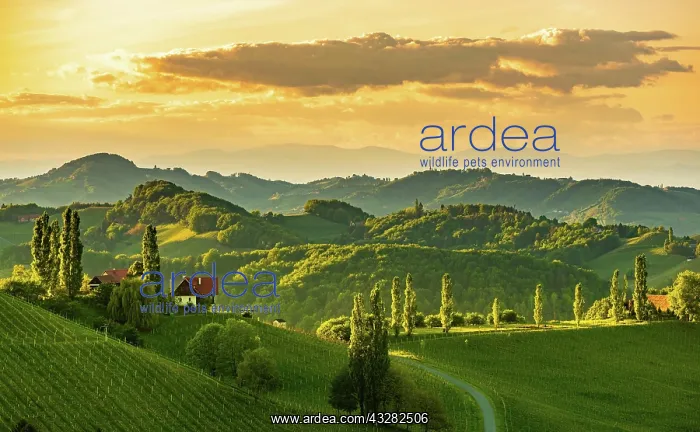 : Vineyards in the evening light, South Styria, Austria : Vineyards in the evening light, South Styria, Austria