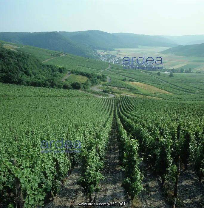 : Vineyards, Germany : Vineyards, Germany