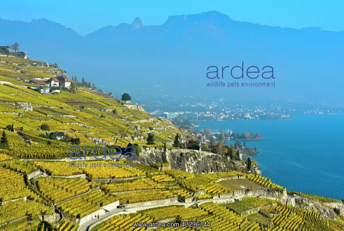 : Vineyards in golden yellow autumn foliage over Lake : Vineyards in golden yellow autumn foliage over Lake