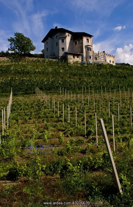 : Vineyards and homes in small village vineyard : Vineyards and homes in small village vineyard