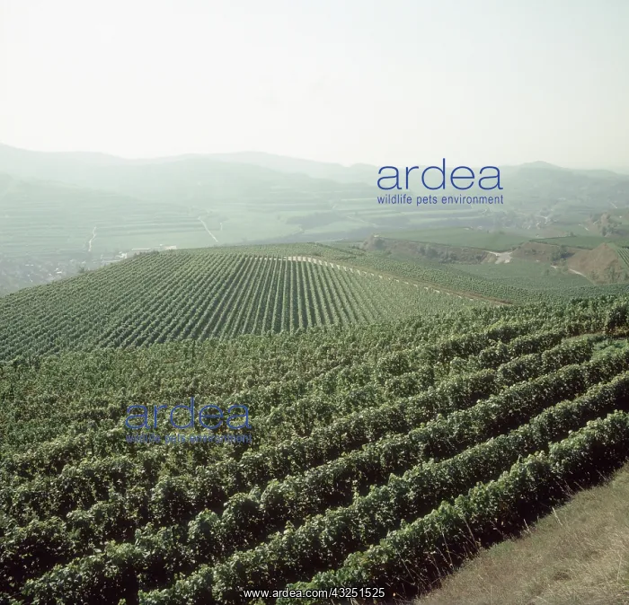 : Vineyards, Kaiserstuhl Germany : Vineyards, Kaiserstuhl Germany
