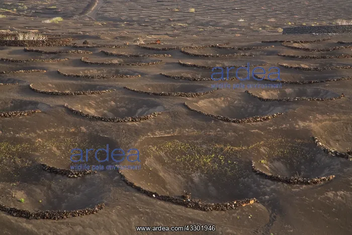 : The vineyards of La Geria - on volcanic cinder - : The vineyards of La Geria - on volcanic cinder -
