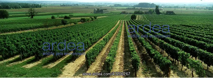 : Vineyards of Le Haut Poitou region : Vineyards of Le Haut Poitou region